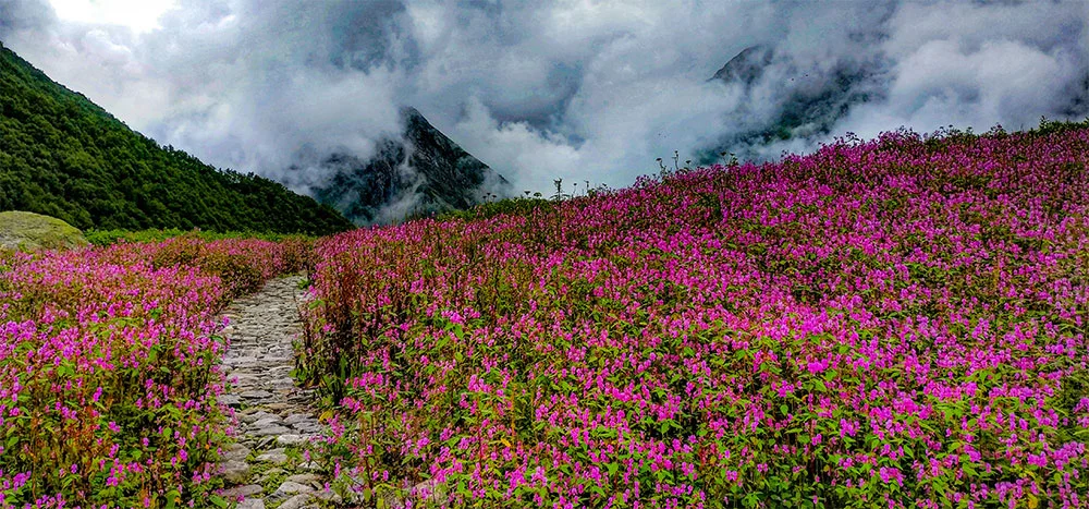 Where the Himalayas Bloom: Scenes from the Valley of Flowers