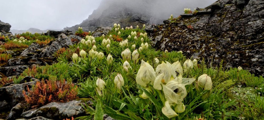 valley of flowers
